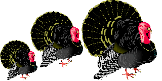 Turkeys with bead necklaces